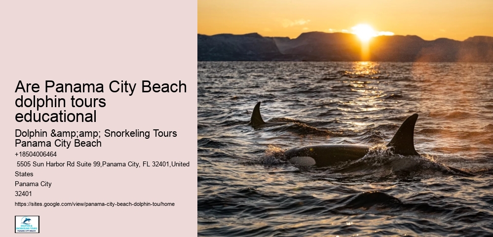 Are Panama City Beach dolphin tours educational