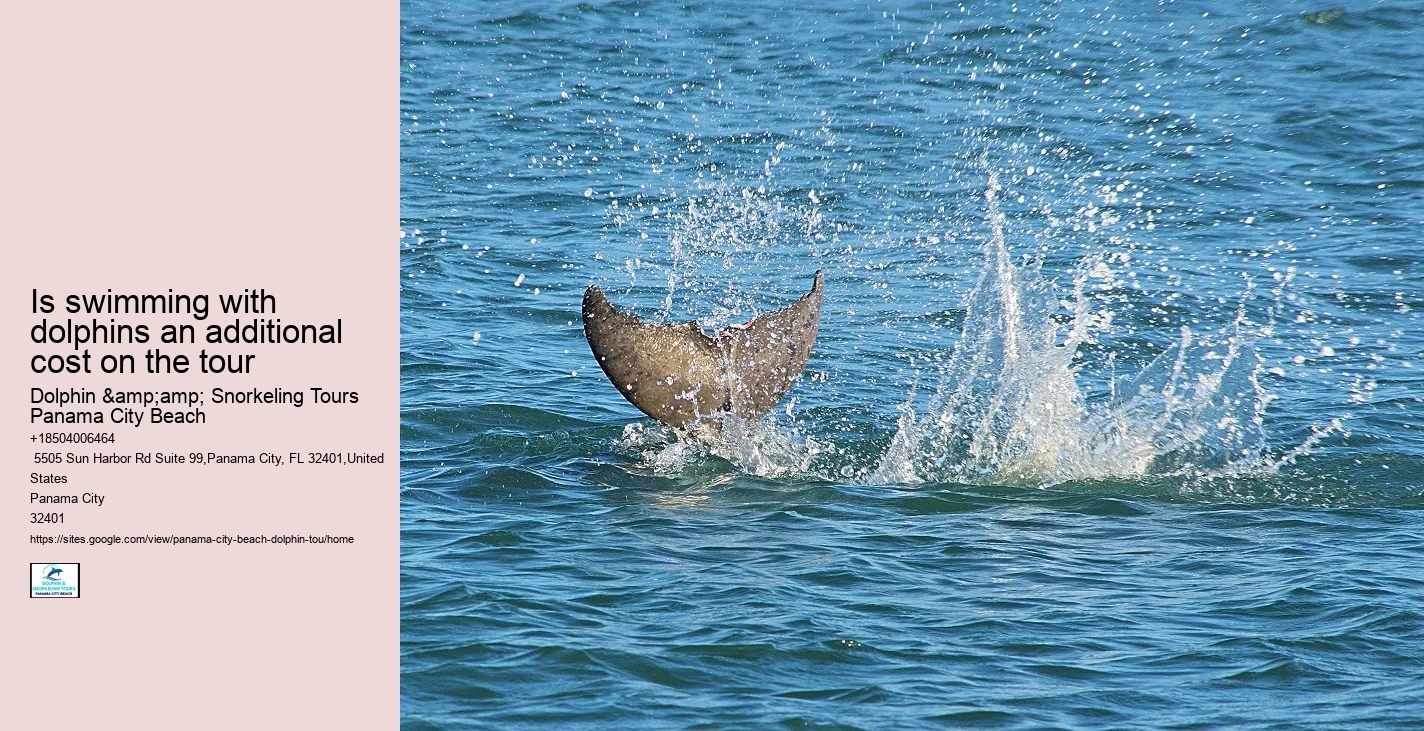 How Much Does It Cost To Swim With The Dolphins In The Florida Keys