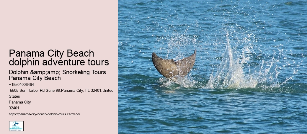 Panama City Beach dolphin adventure tours
