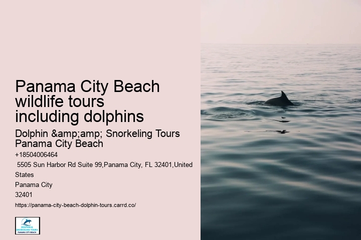 Dolphin Tours Panama City Beach