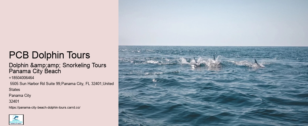 Where Can You Swim With The Dolphins In Panama City